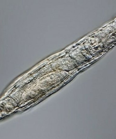 西伯利亚冰封2.4万年蛭形轮虫重获生命