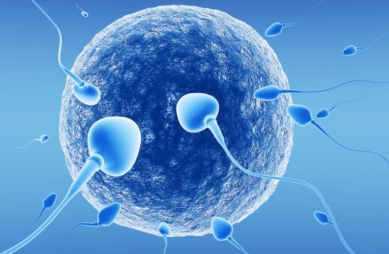 精子“欺骗”科学界几百年！科学家研究：精子像钻头一样螺旋前进