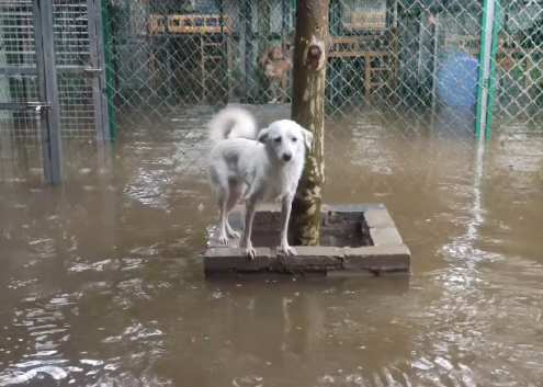 河南这只狗火了！全家洪灾撤离 它独守7天还生了娃