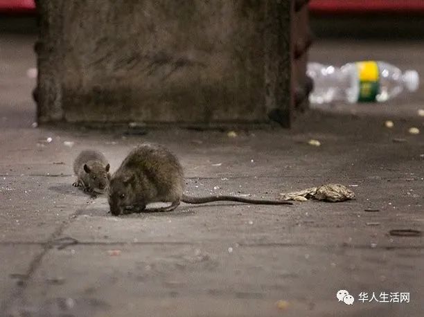 纽约市污水发现4种新冠新病毒,恐由老鼠传人(组图)